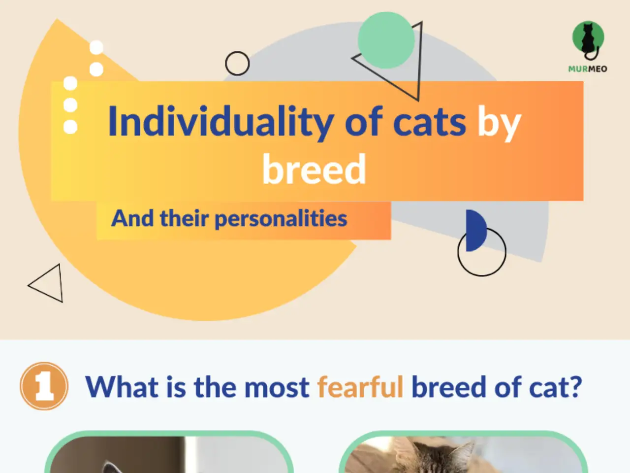 Individuality of Cats Breed and Their Personalities