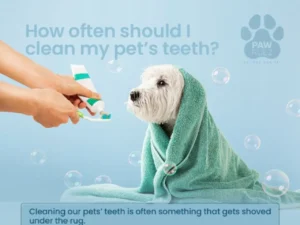 How to Clean Your Pet’s Teeth