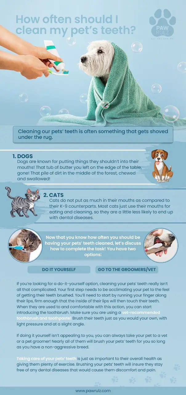 How to Clean Your Pet’s Teeth