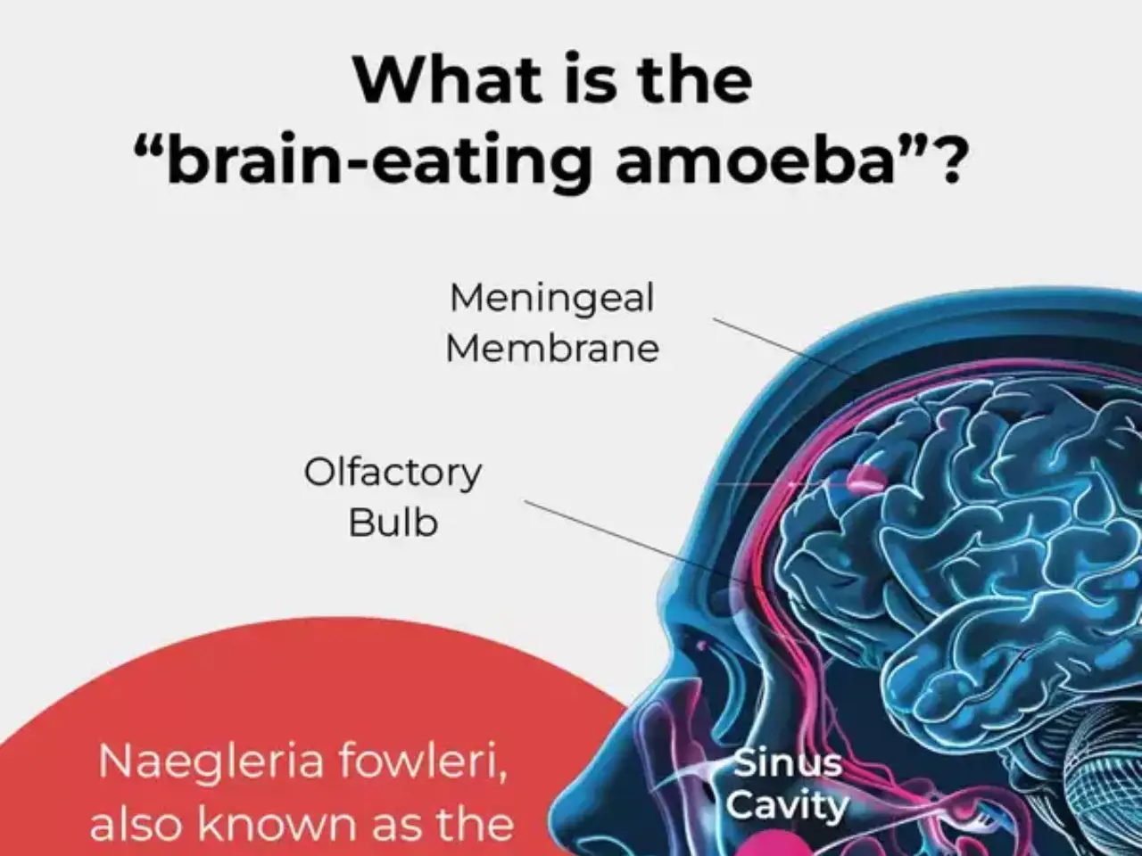 Understanding the "Brain-Eating Amoeba": Naegleria fowleri